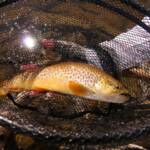Tiger Trout 2008