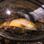 Tiger Trout 2008