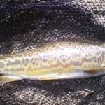 Tiger Trout 2007